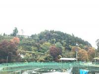 秩父フライフィールド 釣果