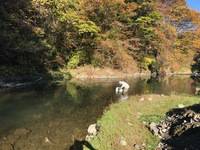 秩父フライフィールド 釣果