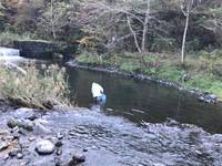 秩父フライフィールド 釣果
