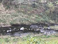 秩父フライフィールド 釣果