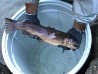 秩父フライフィールド 釣果