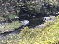 秩父フライフィールド 釣果