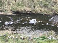 秩父フライフィールド 釣果