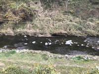 秩父フライフィールド 釣果