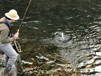 秩父フライフィールド 釣果