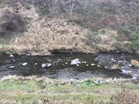 秩父フライフィールド 釣果