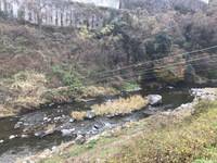 秩父フライフィールド 釣果