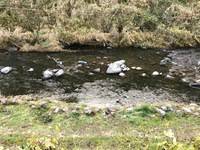 秩父フライフィールド 釣果