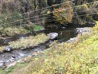 秩父フライフィールド 釣果