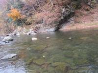 秩父フライフィールド 釣果