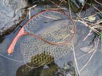 秩父フライフィールド 釣果