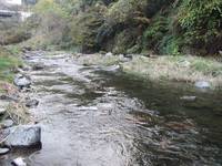 秩父フライフィールド 釣果