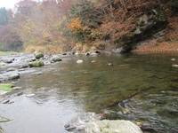 秩父フライフィールド 釣果