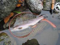 秩父フライフィールド 釣果