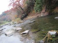 秩父フライフィールド 釣果