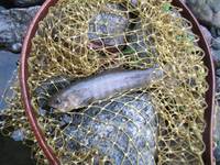 秩父フライフィールド 釣果