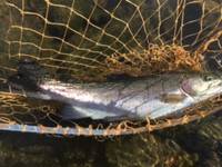 秩父フライフィールド 釣果