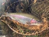 秩父フライフィールド 釣果