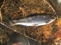 秩父フライフィールド 釣果