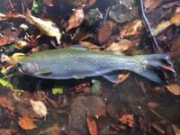 秩父フライフィールド 釣果