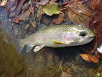 秩父フライフィールド 釣果