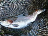 秩父フライフィールド 釣果