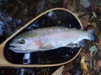 秩父フライフィールド 釣果