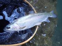 秩父フライフィールド 釣果