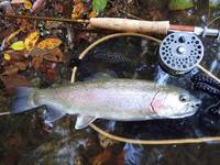 秩父フライフィールド 釣果