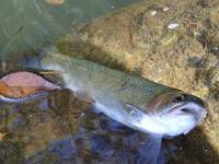 秩父フライフィールド 釣果