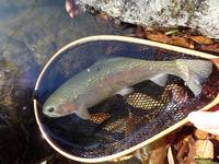 秩父フライフィールド 釣果