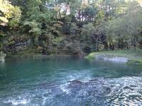 秩父フライフィールド 釣果