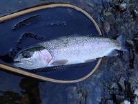 秩父フライフィールド 釣果