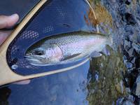 秩父フライフィールド 釣果