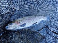 秩父フライフィールド 釣果