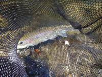 秩父フライフィールド 釣果