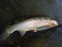 秩父フライフィールド 釣果