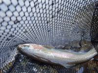 秩父フライフィールド 釣果