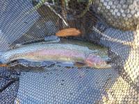 秩父フライフィールド 釣果