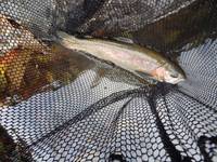 秩父フライフィールド 釣果