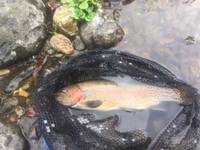 秩父フライフィールド 釣果