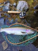 秩父フライフィールド 釣果