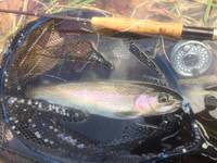 秩父フライフィールド 釣果