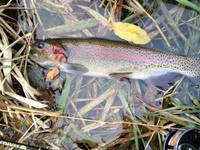 秩父フライフィールド 釣果