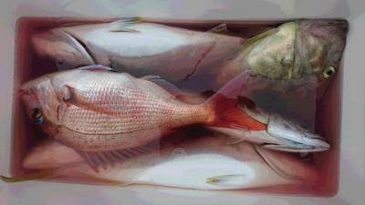 はじめ丸 釣果