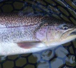 フィッシング サンクチュアリ 釣果