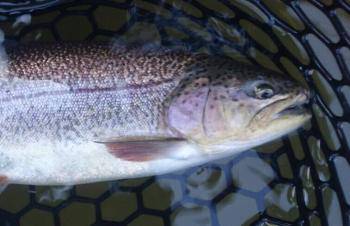 フィッシング サンクチュアリ 釣果