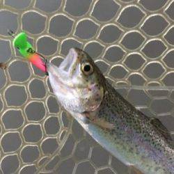 フィッシング サンクチュアリ 釣果