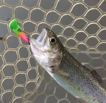 フィッシング サンクチュアリ 釣果