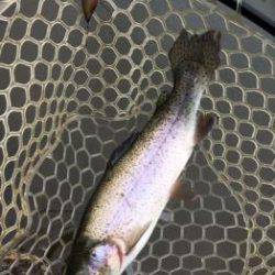 フィッシング サンクチュアリ 釣果